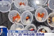 四平@铲屎官们 养“异宠”或危害国家安全 这些行为违法了
