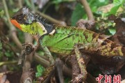 四平云南南滚河保护区首次发现红唇棘蜥