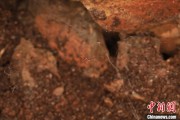 四平江西发现蜘蛛新物种 为研究呵叻蛛属适应区域提供依据