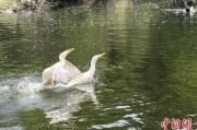四平吉林：罕见白鸬鹚连续两年“故地重游”