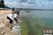 四平云南江川举行增殖放流活动 逾54万尾鱼游入星云湖
